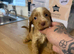 Cockapoo puppies available