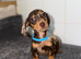 Miniature dachshund