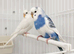 Male and female budgies for sale