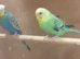 Baby Budgies Variou Colours ready now
