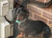 Dapple miniature dachshunds
