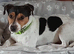 Male jack Russell