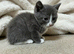 Last kitten left ready now