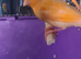 Beautiful bird