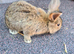 Lovely girl lops