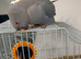 Hand reared Blue Ice super friendly Ringneck
