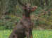 At Stud - TORCHENEY CHIEF