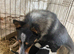 2 beautiful boy pups from our farm