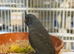 Black face black wing combo