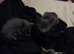 Six kittens