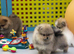 Beautiful Pomeranian Puppies &ndash; Boys & Girls