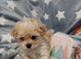 Beautiful Golden Maltipoo puppy's