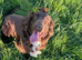 Cocker spaniel