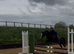 Registered 13hh Welsh B, 9 year old, Gelding.