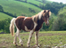 Gorgeous gelding for sale