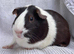 Dutch Guinea pig Sows Ready now