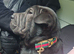 Fawn shar pei