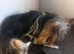 Biewer Pups Pedigree