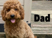 Miniature F2 golden doodles