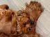 Ruby Cavalier King Charles Spanniel puppies