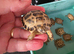 Baby horsefield tortoise for sale