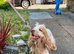 Show type coker spaniel