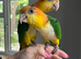 HAND REARED YELLOW THIGHED CAIQUES