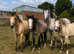 "3 Fillys 2 Colts " Dun Filly Young Sport Horse