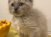 STUNNING MALE RAGDOLL KITTEN