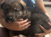 Gorgeous homebred Shollie pups