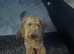Poodle standard