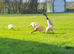 Pure Breed Female Indian Runner Ducks For Sale Lincolnshire
