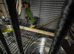 A pair of Caiques—specifically the Black-headed variety—proven for breeding. in London in London