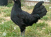 Polish cockerel for sale