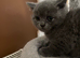 Champion lined British short haired blues