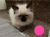 Ragdoll kittens