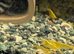 Golden yellow shrimp
