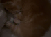 Beautiful kittens