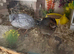 Button quail eggs