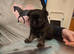 75% griffon 25% Chihuahua girl for sale ready to go now
