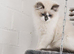 Ragdoll Kitten – 13 Weeks Old male