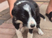 Border collie puppies