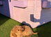 1 beautiful apricot f1 cockapoo boy available