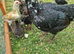 Ko shamo broody with 7 pure mixed colour chick's