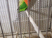 Lovebirds