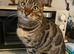 Beautiful Neutered Male