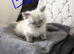 2 pure breed Ragdoll kittens