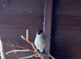 Pair British bullfinches