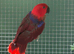 Hen Eclectus