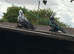 Fancy pigeons